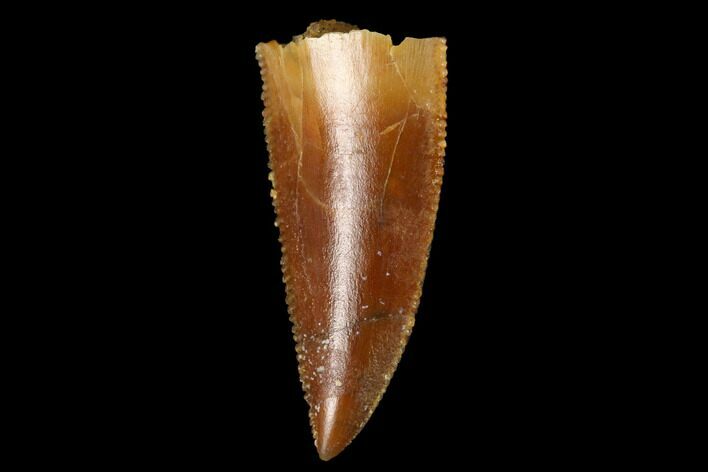 Serrated, Raptor Tooth - Real Dinosaur Tooth #160031